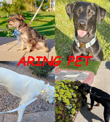 Dog Collar and Leash, Velvet Dog Collar and Leash Set, Soft & Comfy, Adjustable Collars for Dogs