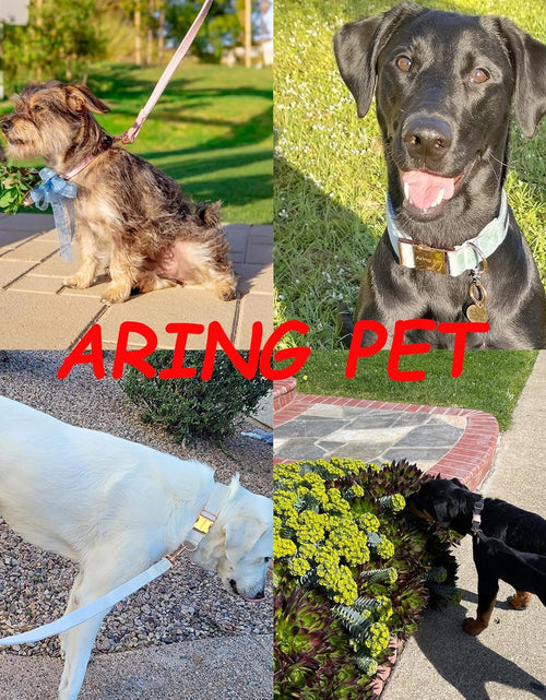 Load image into Gallery viewer, Dog Collar and Leash, Velvet Dog Collar and Leash Set, Soft &amp; Comfy, Adjustable Collars for Dogs
