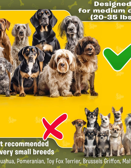 Load image into Gallery viewer, Exquisite Hands Free Double Dog Leash for Small Dogs | Dual Dog Leash | Two Dog Leash No Tangle | Multiple Dog Leash for 2 Dogs | Double Leash | Leash Splitter | Double Clip Leash Coupler
